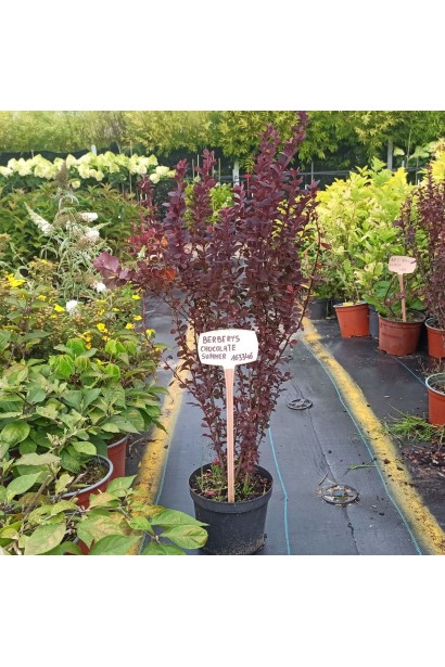 Барбарис тунберга Шоколат Саммер в контейнері 5 л